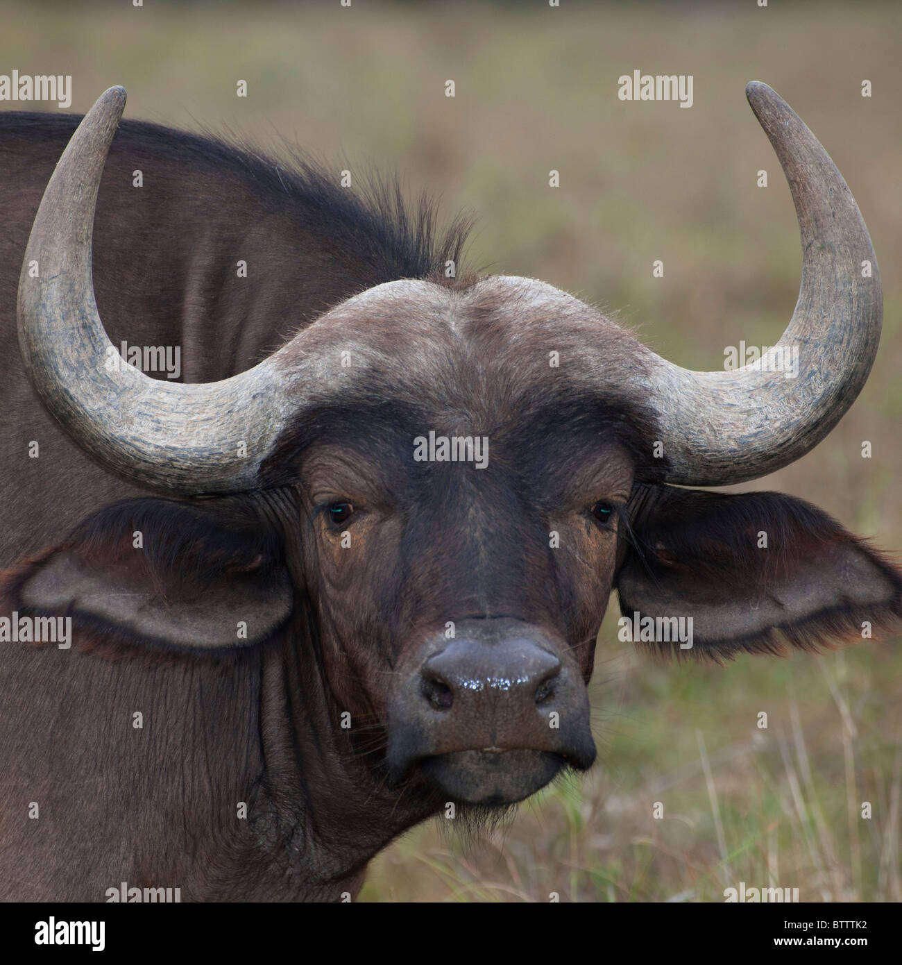 Kaffernbüffel in einem seltenen ruhigen Zustand, Amakhala Game Bemarivo, Südafrika Stockfoto