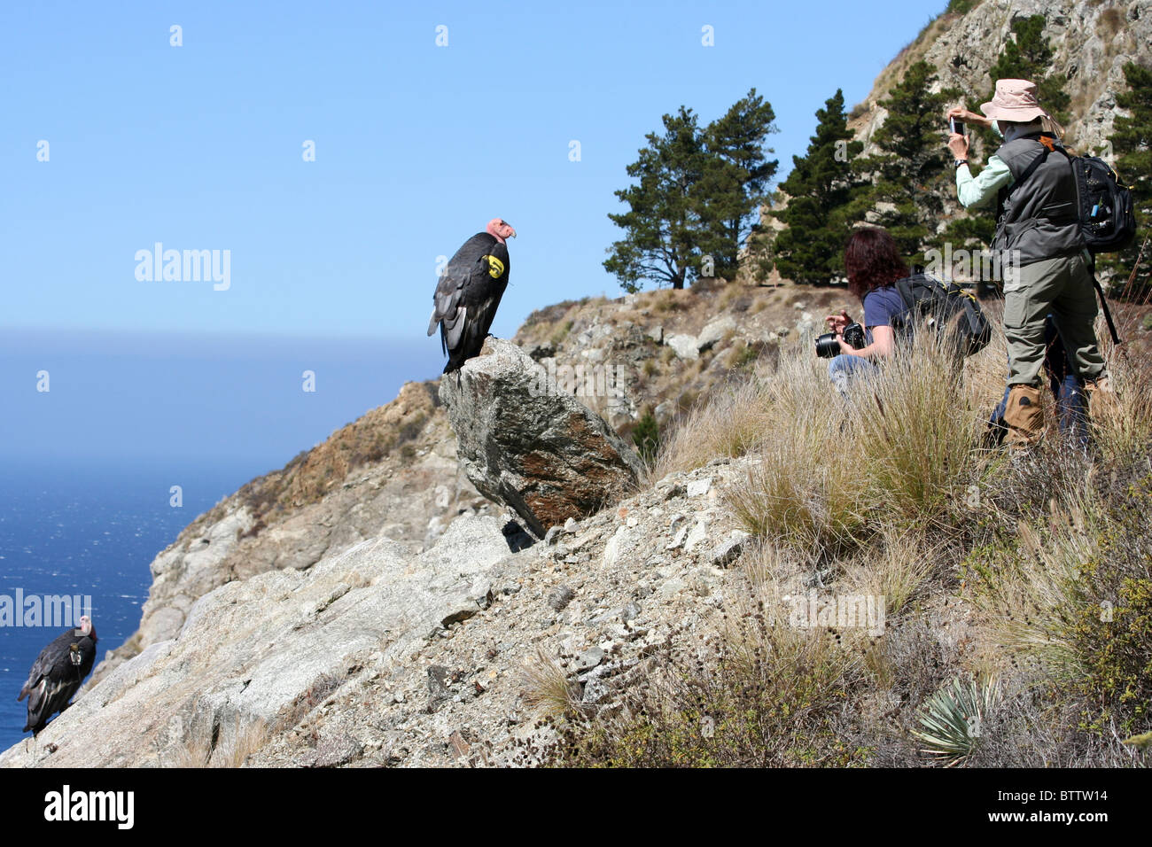 Zwei Kalifornien-Kondor (Gymnogyps Californianus) fotografiert Stockfoto