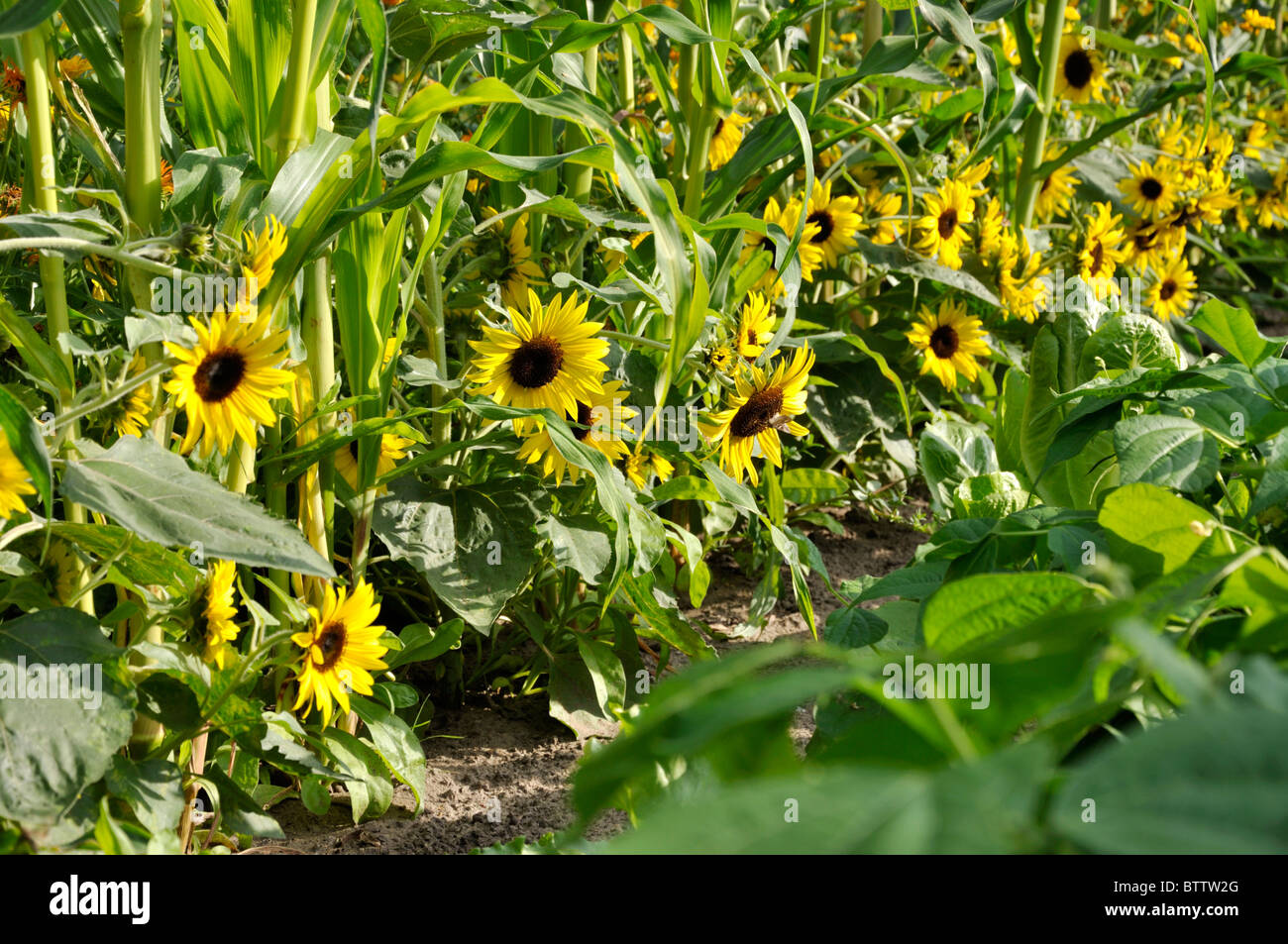 Gemeinsame Sonnenblume (Helianthus annuus) und Mais (Zea mays) Stockfoto