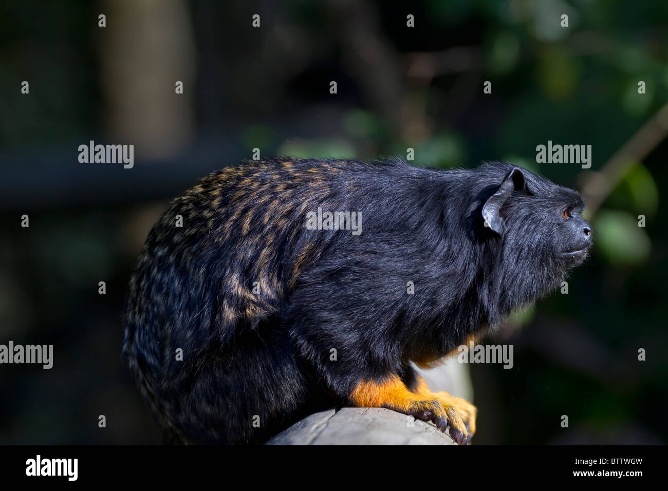 Golden-handed Tamarin Affe aus dem Amazonas und Mittelamerika Stockfoto