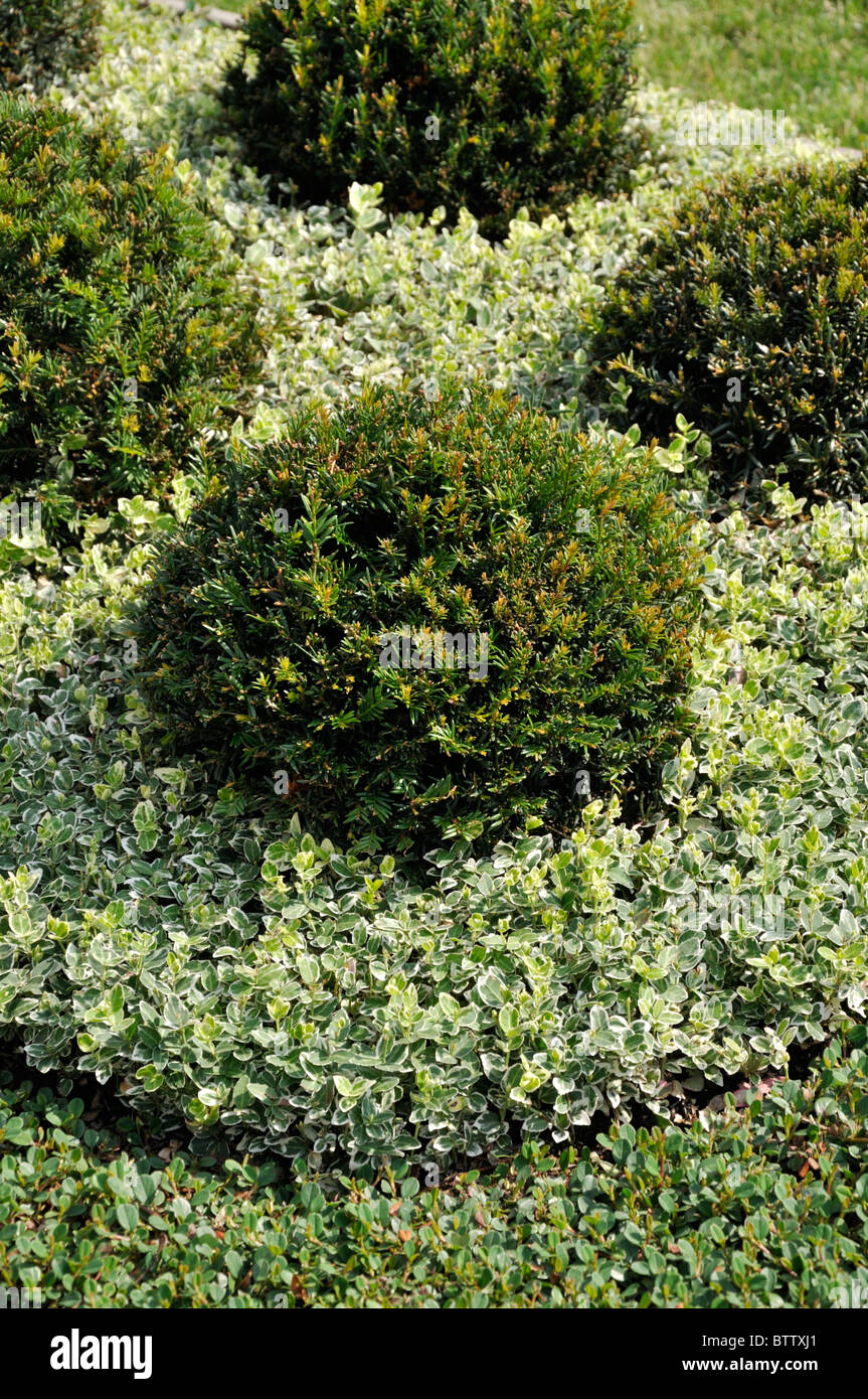 Hinoki Falsche Zypresse Stockfotos und -bilder Kaufen - Alamy