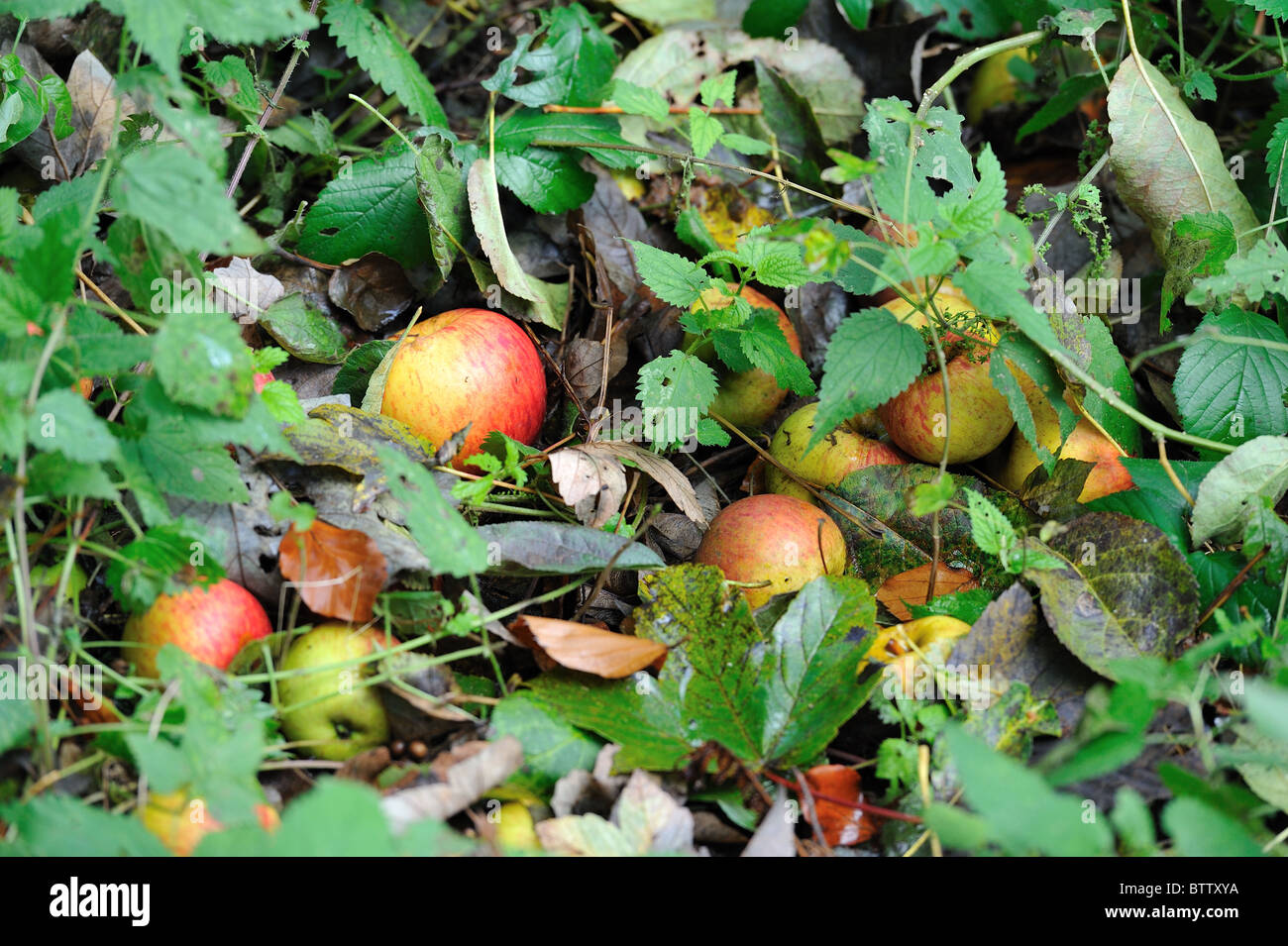 Crab Apple Tree - Europäische wilde Apfel Baum (Malus Sylvestris) Äpfel fallen auf den Boden - Belgien Stockfoto