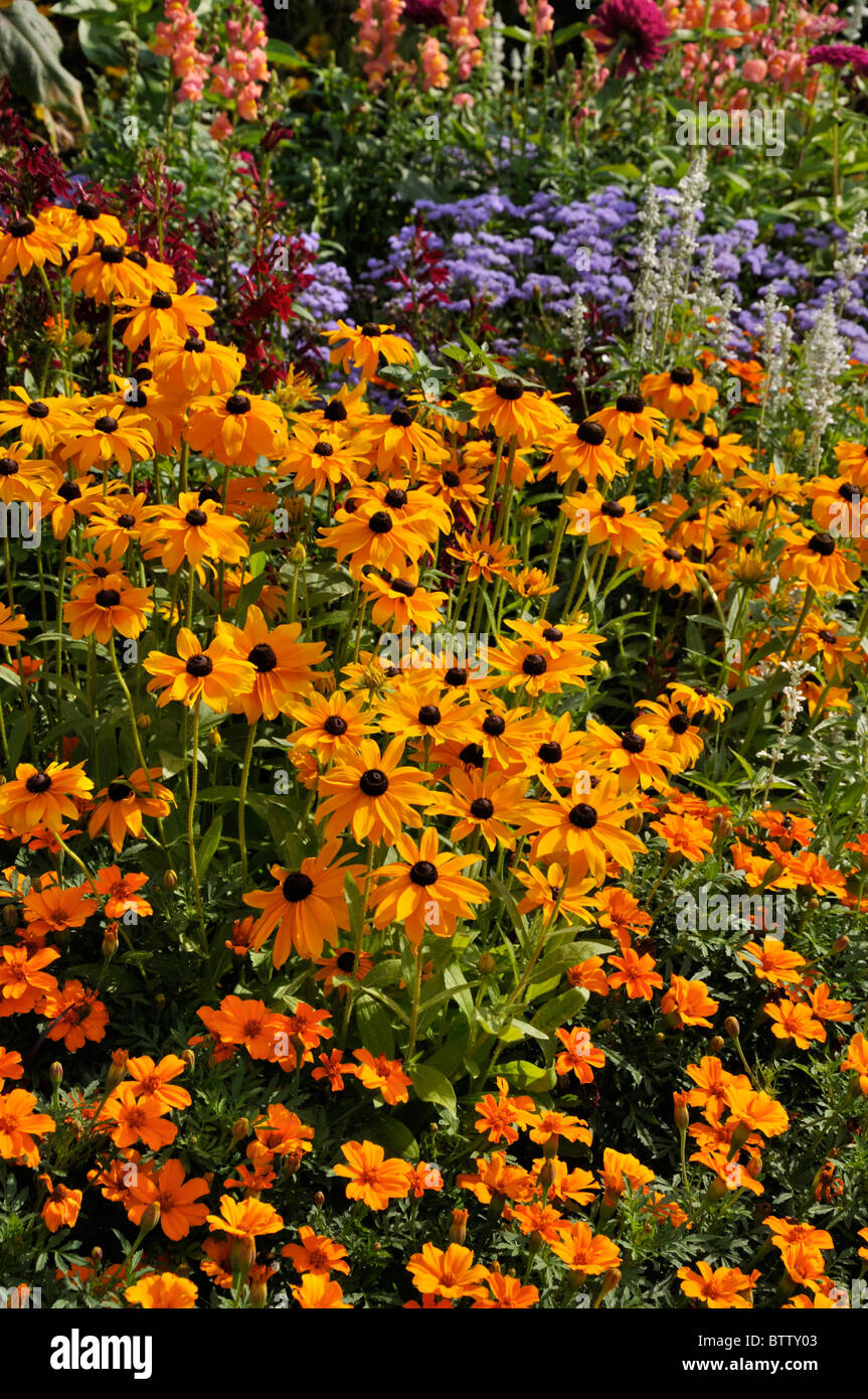 Kegel Blumen (RUDBECKIA) und Tagetes (Tagetes) Stockfoto