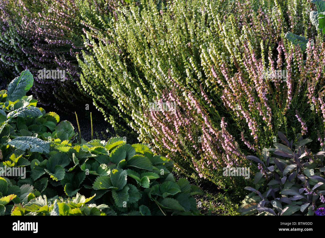 Ysop (hyssopus officinalis 'Rosea'), Garten Erdbeerpflanzen (Fragaria x ananassa) und Salbei (Salvia) Stockfoto
