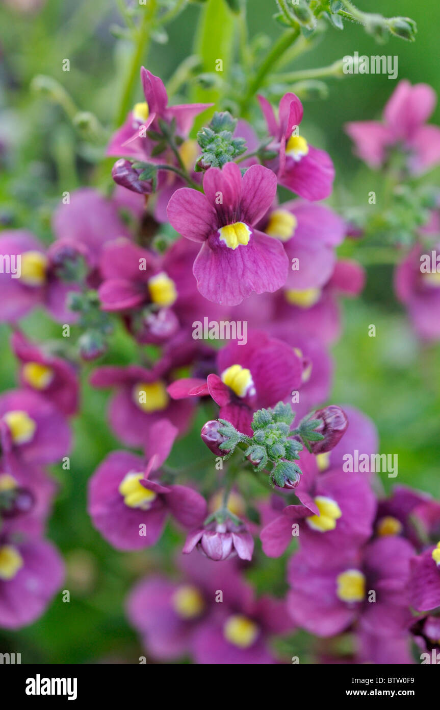 Nemesia nuvo Carmine Stockfoto