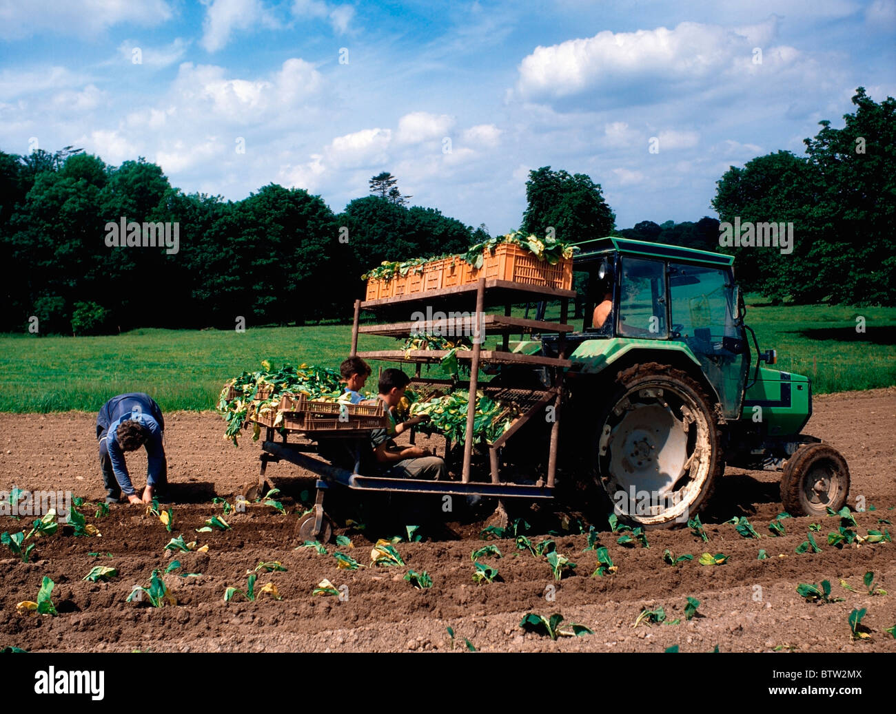 Kohl Pflanzen, Irland Stockfoto