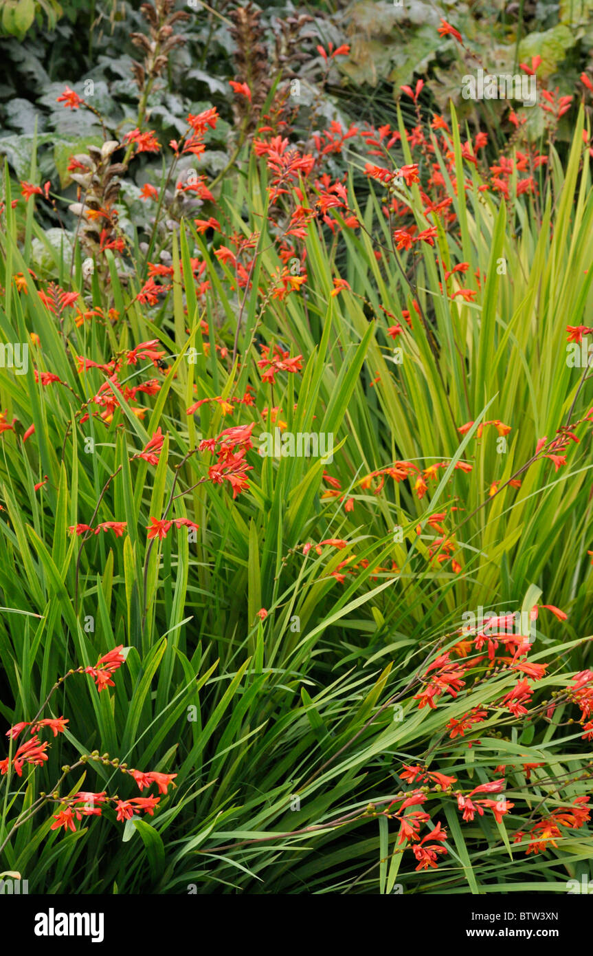 Montbretia (crocosmia x crocosmiiflora 'fire König') Stockfoto