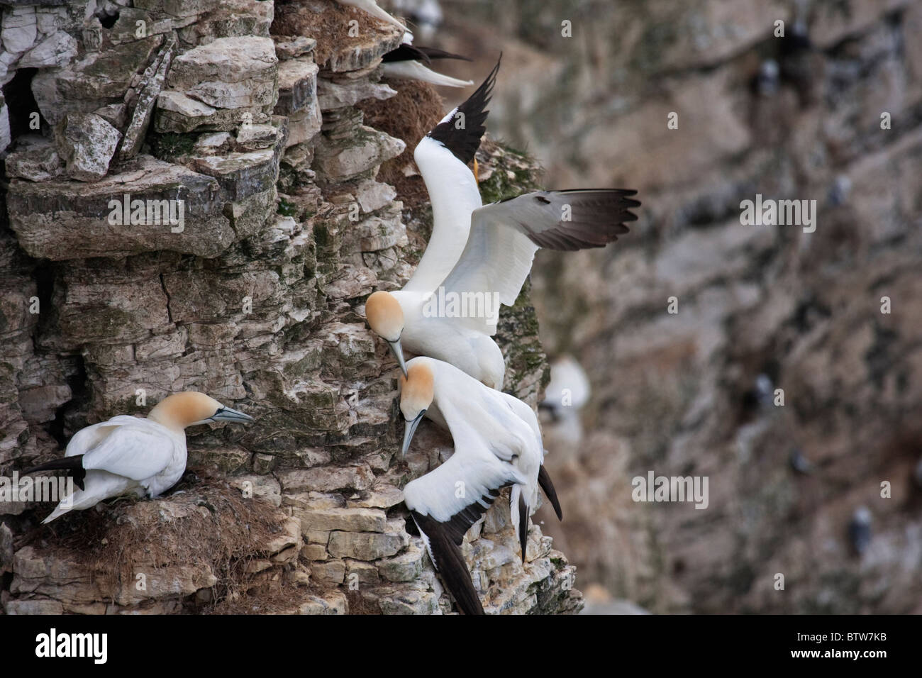 Erwachsenen Basstölpel Streit um Nistplätze Stockfoto