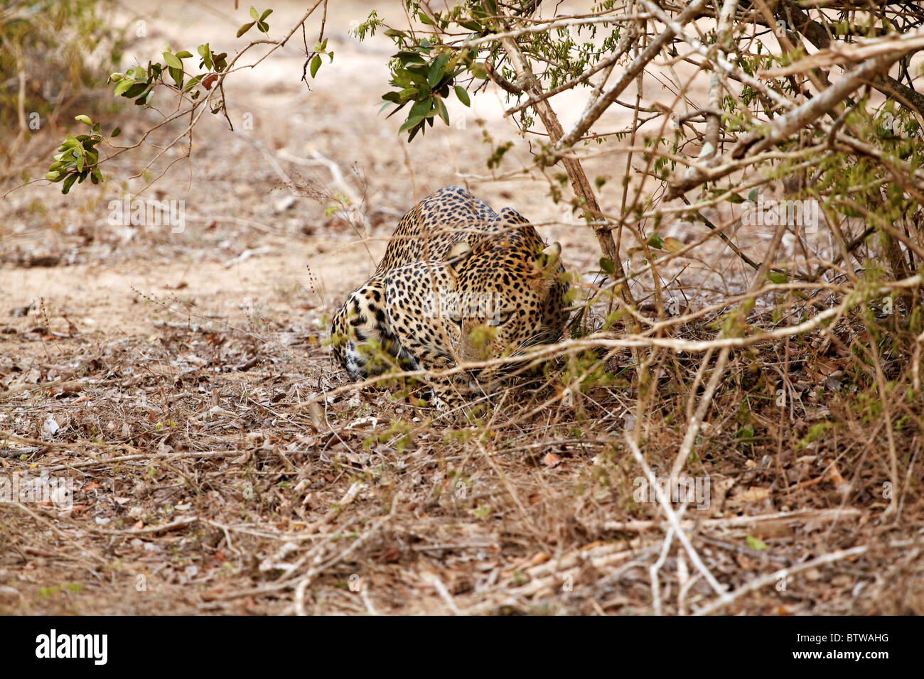 Leopard zu verstecken, sich selbst und bereit für den Angriff Stockfoto