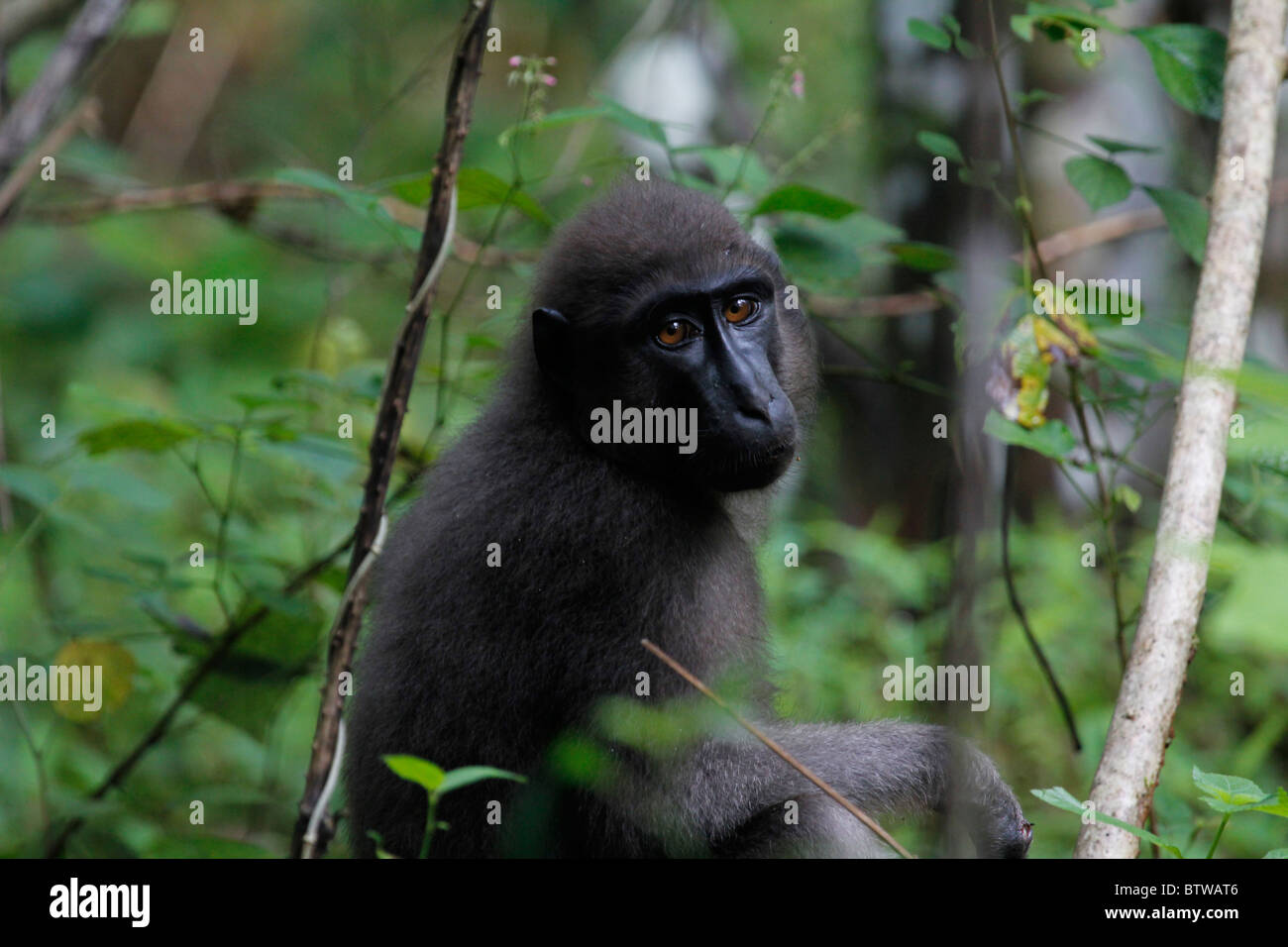 Junge Buton Makaken im Wald Stockfoto