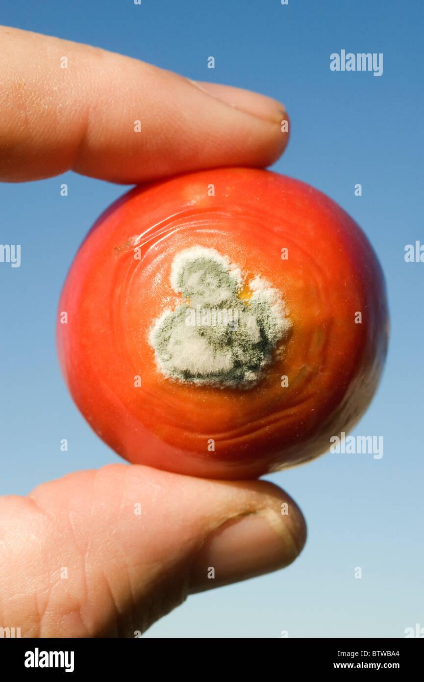 Tomate, wächst Schimmel auf Tomatenfrucht, Herbst Stockfoto