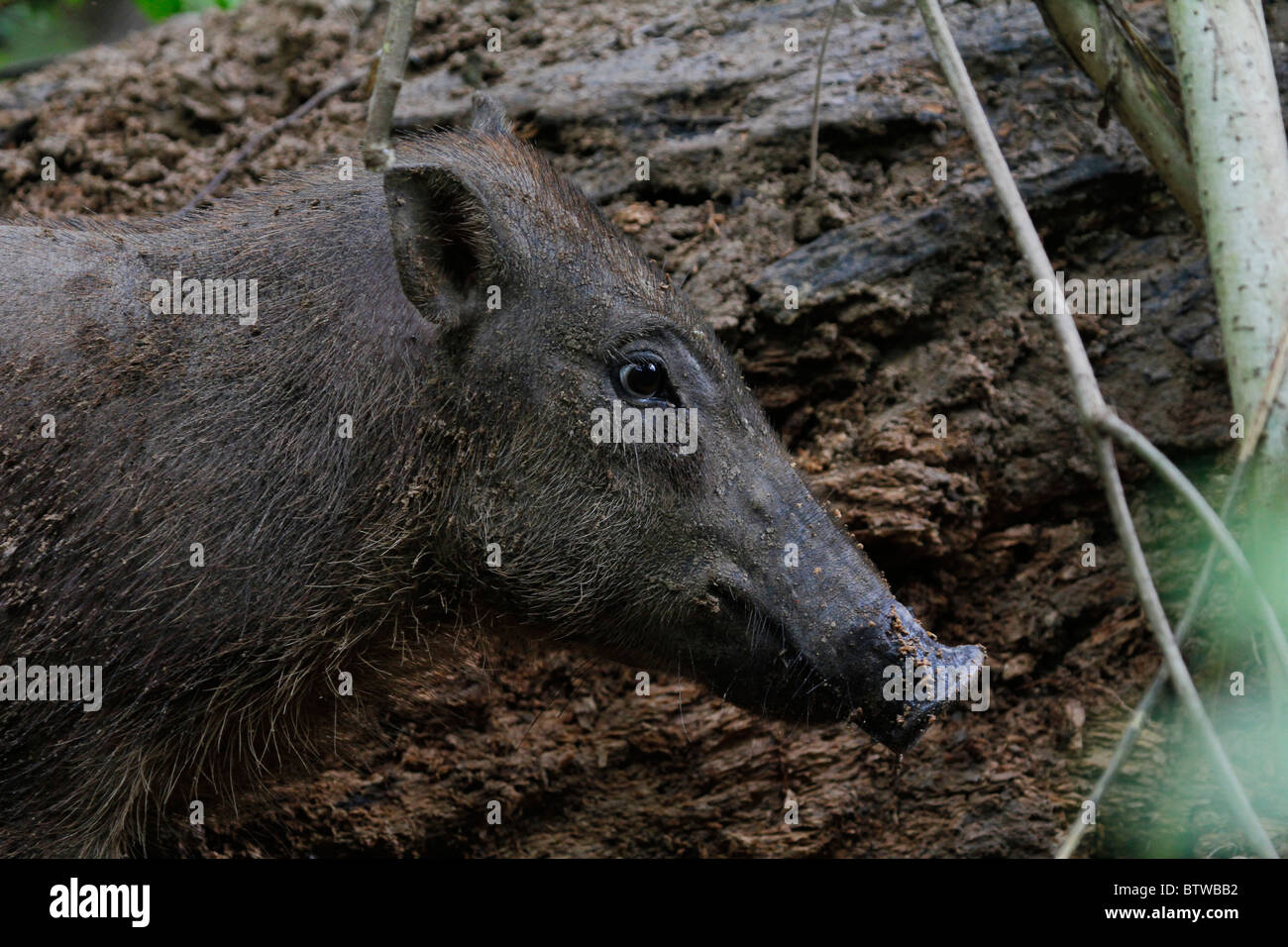Sulawesi Warty Schwein (Juvenile), Buton Indonesien Stockfoto