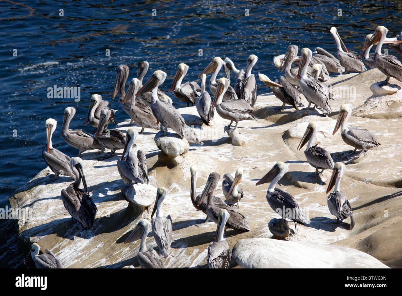 Pelikane an der felsigen Küste in der Nähe von La Jolla, Kalifornien, USA. Stockfoto