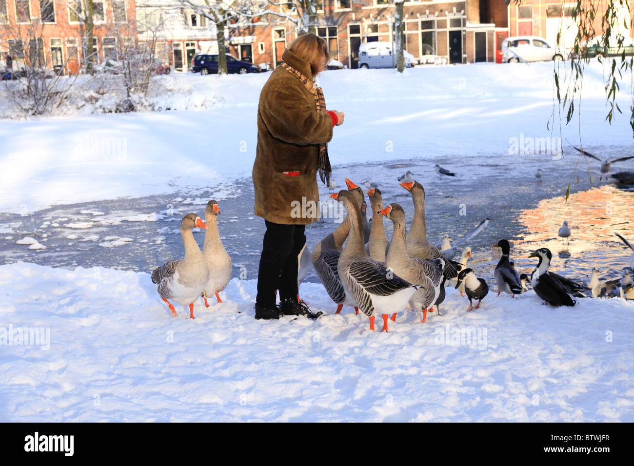 Frau, Fütterung Gänse im Schnee Stockfoto