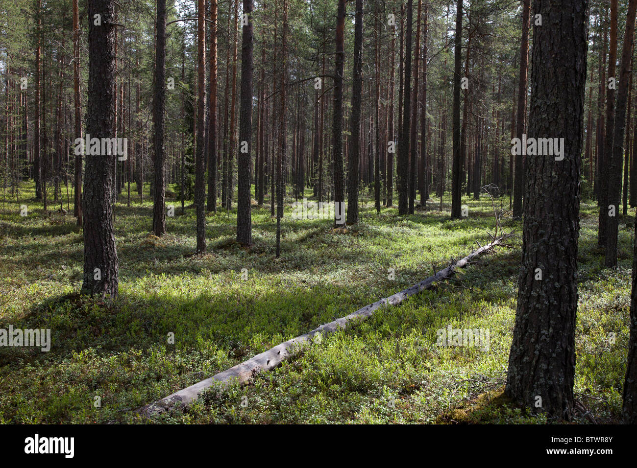 Junge finnische Kiefer ( pinus sylvestris ) Taiga Wald auf trockenem Esker-basierten Boden , Unterholz vor allem von Heidelbeersträuchern , Finnland Stockfoto