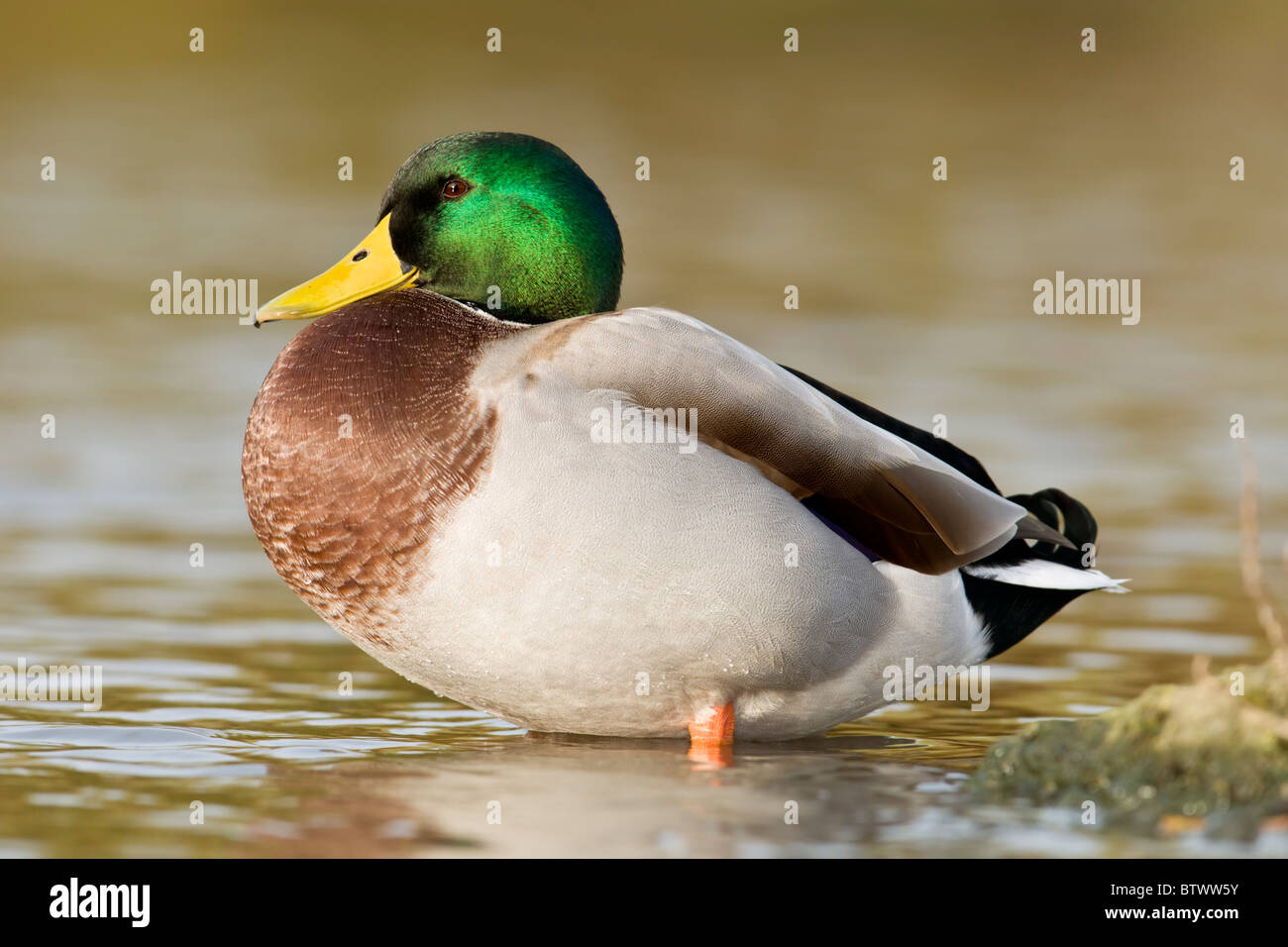 Männliche Stockente Porträt Stockfoto