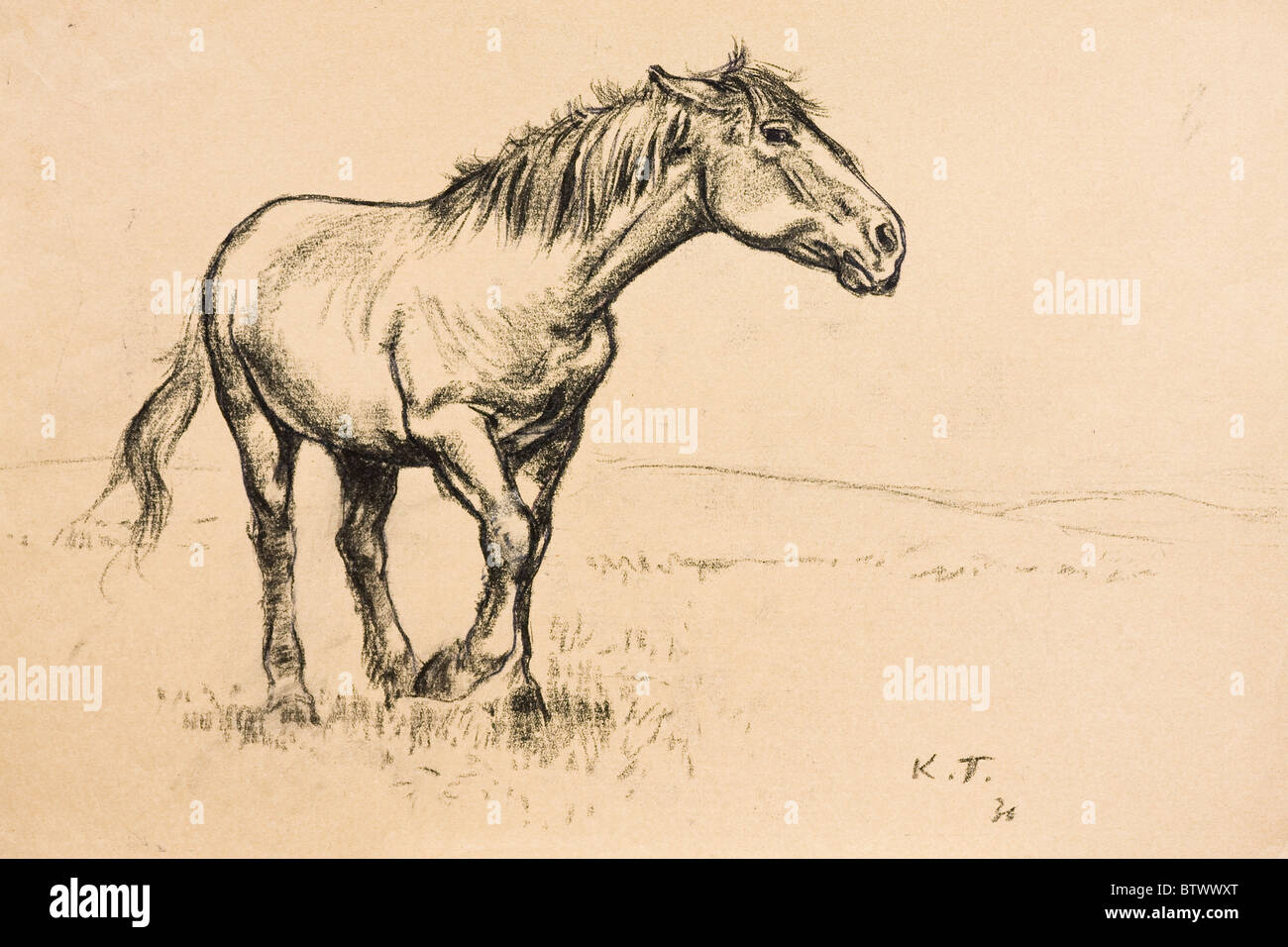 Pferd-Porträt, Kohle auf Papier von Kurt Tessmann, 1936 Stockfoto