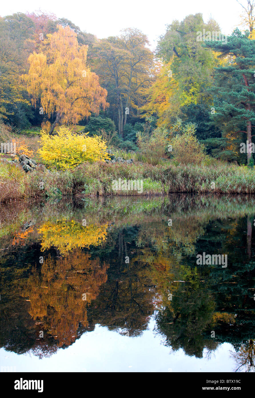 Reflexion der Herbst Blätter gelb, Gold und grün auf einem noch See Stockfoto