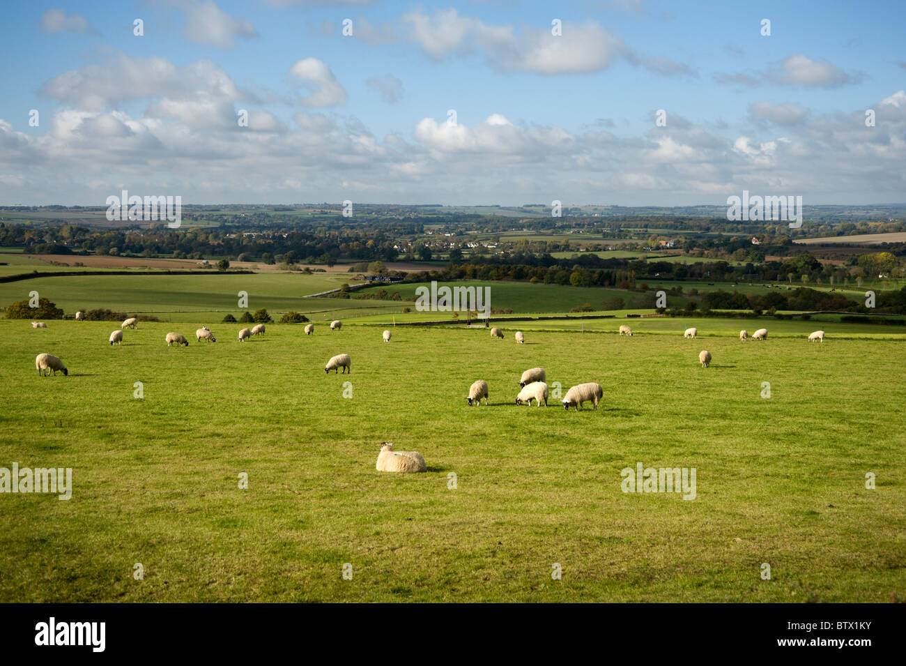 Blick über Felder mit Schafbeweidung in West Oxfordshire Stockfoto