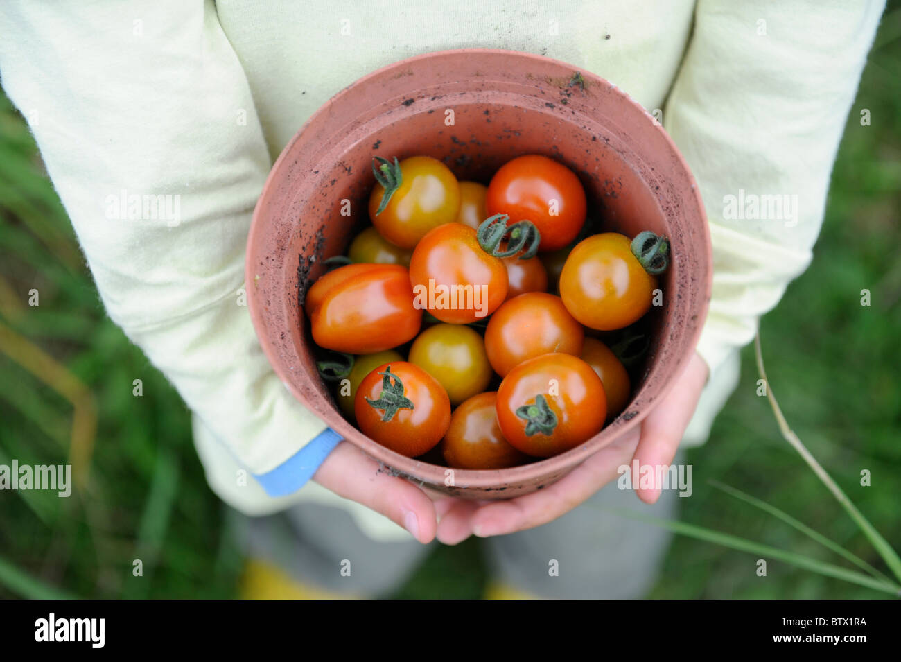 neue gepflückten Tomaten im Blumentopf Stockfoto
