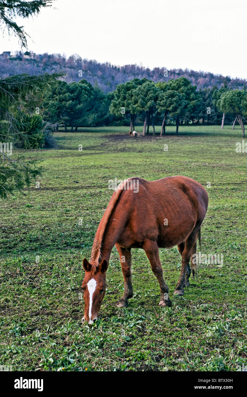 Pferde in einem Tal in der Nähe von Riardo, Caserta, Kampanien, Italien Stockfoto