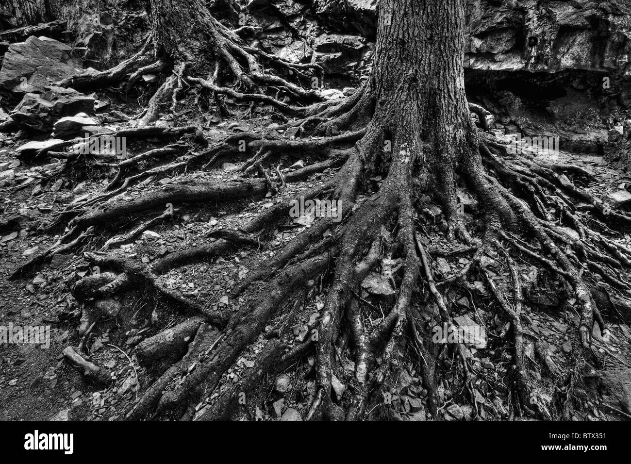Freiliegende Wurzeln der Bäume. Washington-Kaskaden. Stockfoto