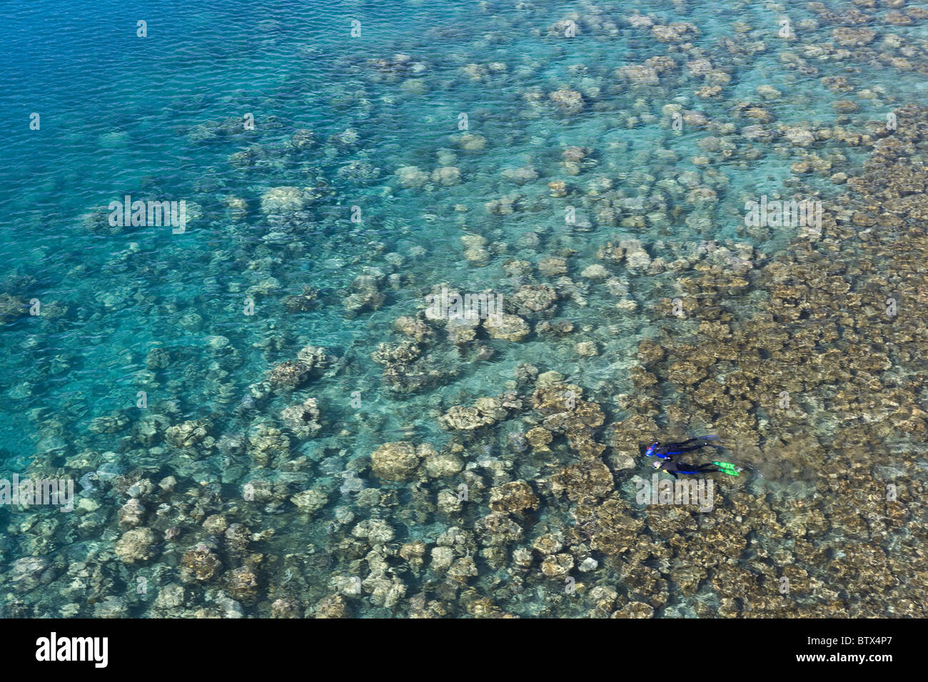 Schnorchler schwimmen über eine harte Korallenriff innerhalb von Palaus geschützten westlichen Lagune.  Dieses Riff ist seit dem zweiten Weltkrieg gewachsen. Stockfoto