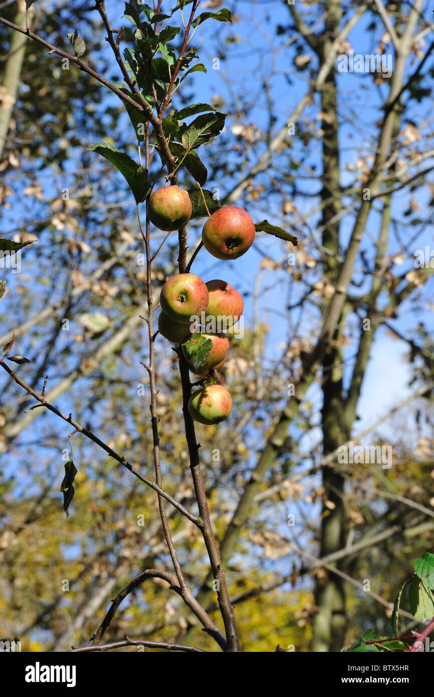 Crab Apple Tree - Europäische wild-Apfel (Malus Sylvestris) Baum Früchte im Herbst - Belgien Stockfoto