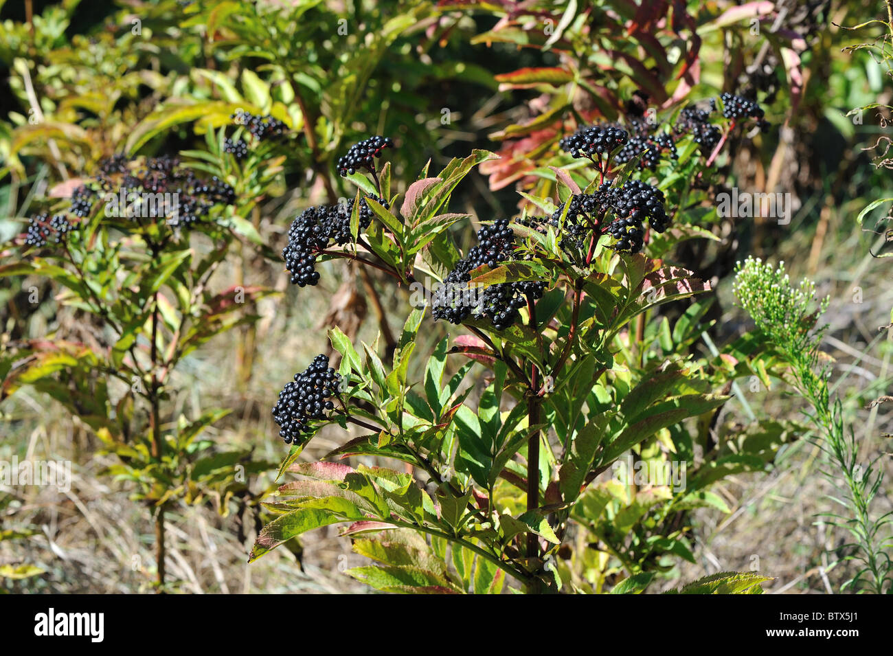 Europäische Zwerg elder - Danewort - Walewort (Sambucus Ebulus) Früchte im Herbst - Vaucluse - Provence - Frankreich Stockfoto