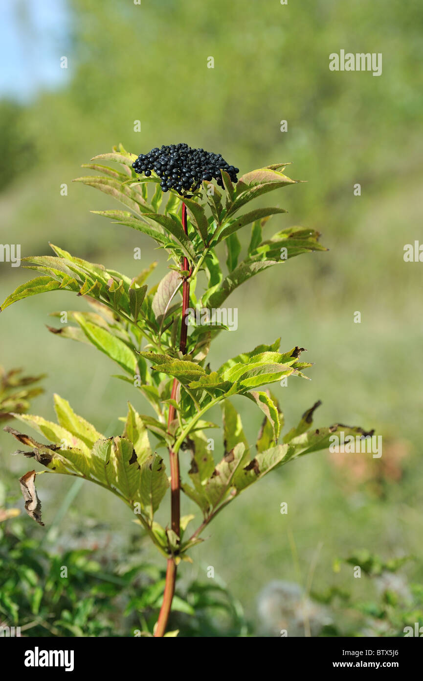 Europäische Zwerg elder - Danewort - Walewort (Sambucus Ebulus) Früchte im Herbst - Vaucluse - Provence - Frankreich Stockfoto