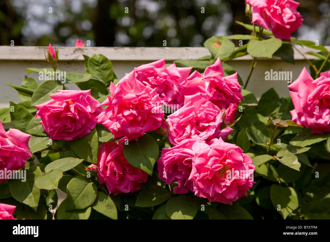 Snug Harbor Cultural Centre auf Staten Island Stockfoto