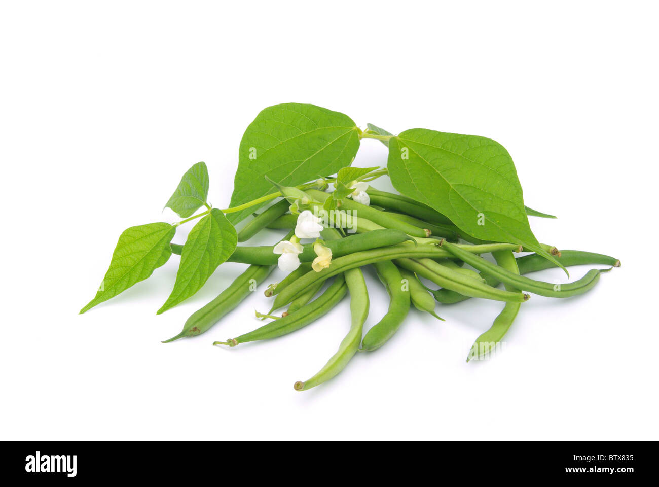Bohnen-Freigestellt - Bohnen isoliert 01 Stockfoto