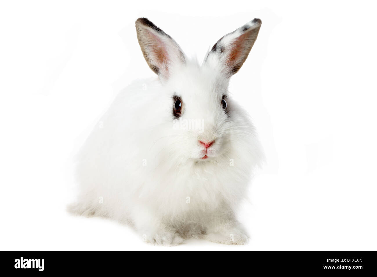 Bild von flauschigen weißen Kaninchen isoliert auf weißem Hintergrund Stockfoto