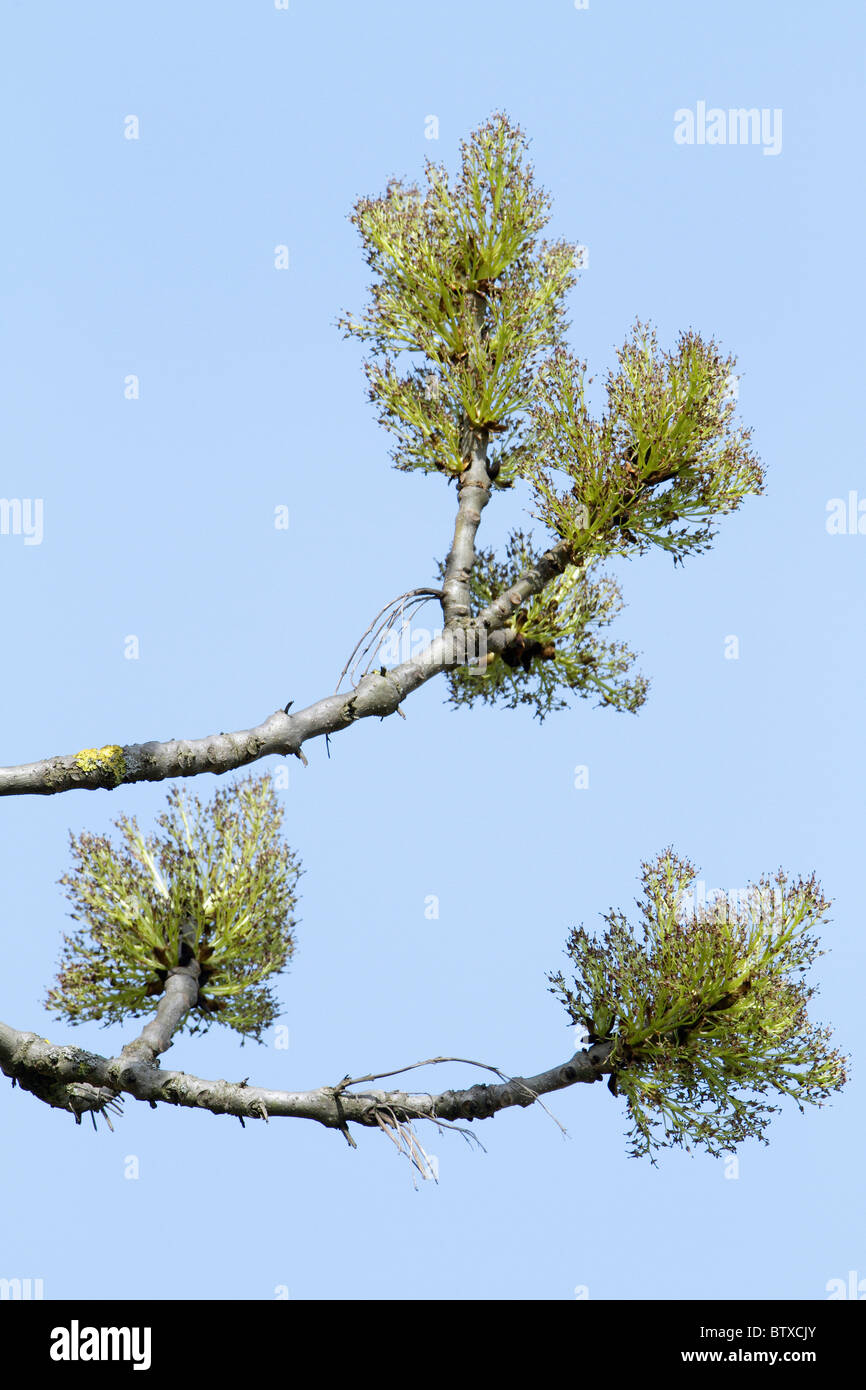 Asche Baum Blumen (Fraxinus Excelsior), Deutschland Stockfoto