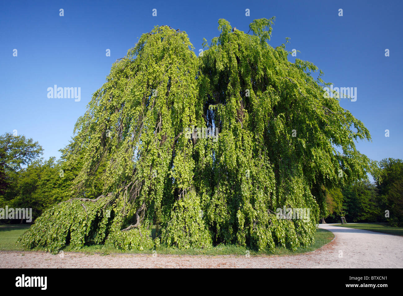 Buche (Fagus Sylvatica), Weinen oder Pendel Form, im Park, Deutschland Stockfoto