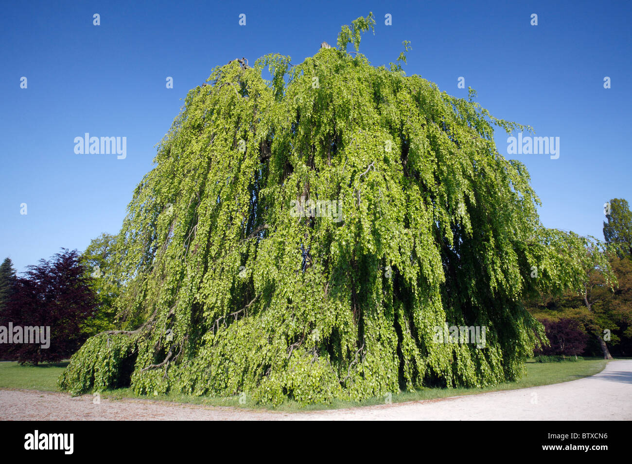 Buche (Fagus Sylvatica), Weinen oder Pendel Form, im Park, Deutschland Stockfoto