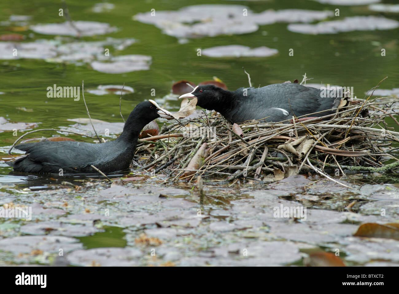 Blässhuhn (Fulica Atra), nisten paar Gebäude am Teich, Deutschland Stockfoto