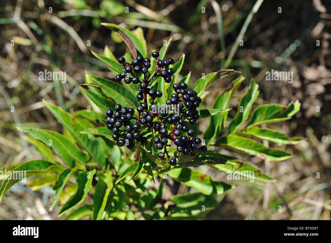 Europäische Zwerg elder - Danewort - Walewort (Sambucus Ebulus) Früchte im Herbst - Vaucluse - Provence - Frankreich Stockfoto