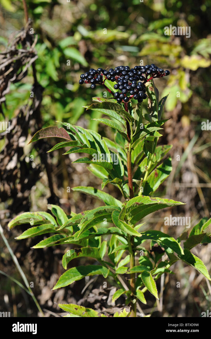 Europäische Zwerg elder - Danewort - Walewort (Sambucus Ebulus) Früchte im Herbst - Vaucluse - Provence - Frankreich Stockfoto