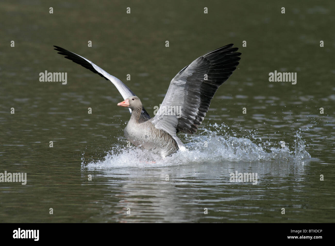 Graugans (Anser Anser), im Flug landet am See, Deutschland Stockfoto