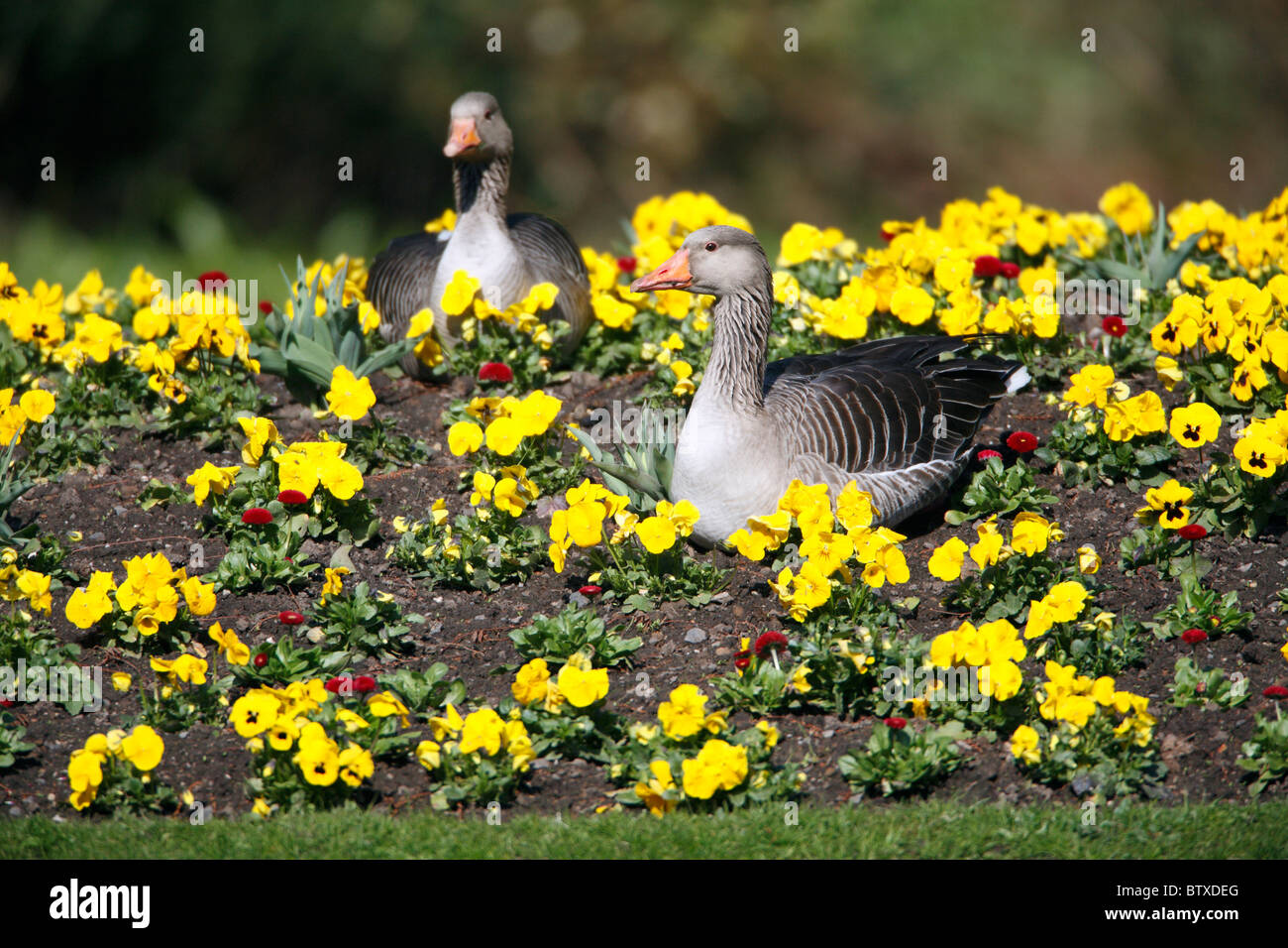 Graugans (Anser Anser), zwei Vögel ruhen im Blumenbeet im Park, Deutschland Stockfoto