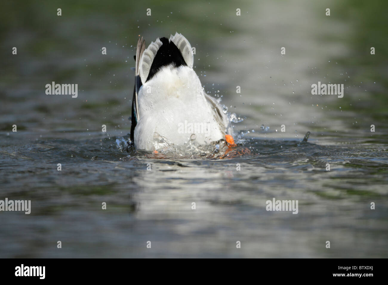 Stockente (Anas Platyrhynchos), Drake, Einstieg in den See, Fütterung, Deutschland Stockfoto