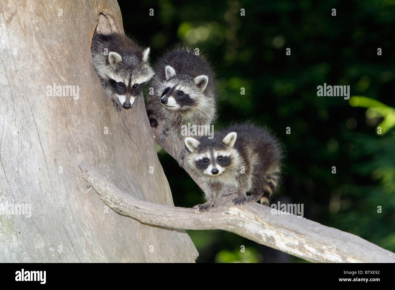 Waschbär (Procyon Lotor), baby drei Tiere, sitzen vor Den Eingang im Baumstumpf, Deutschland Stockfoto
