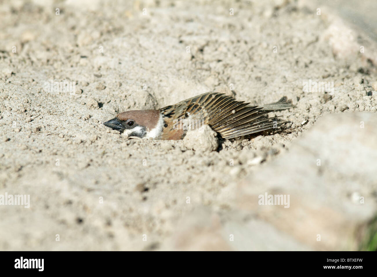 Baum-Spatz (Passer Montanus), Vogel, die unter einer Dustbath, Deutschland Stockfoto