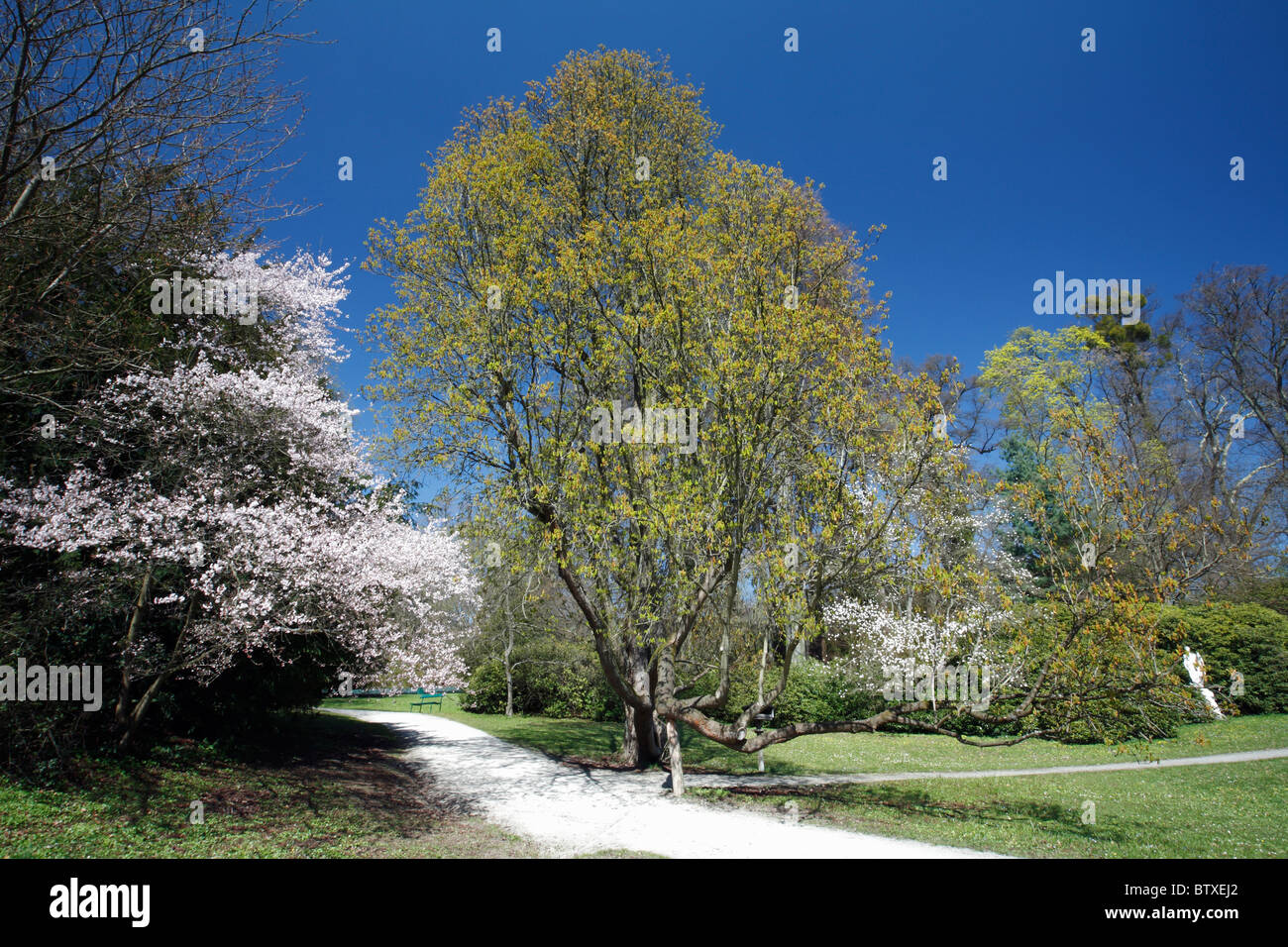 Parklandschaft im Frühjahr, Deutschland Stockfoto Parklandschaft im Frühjahr, Deutschland Stockfoto