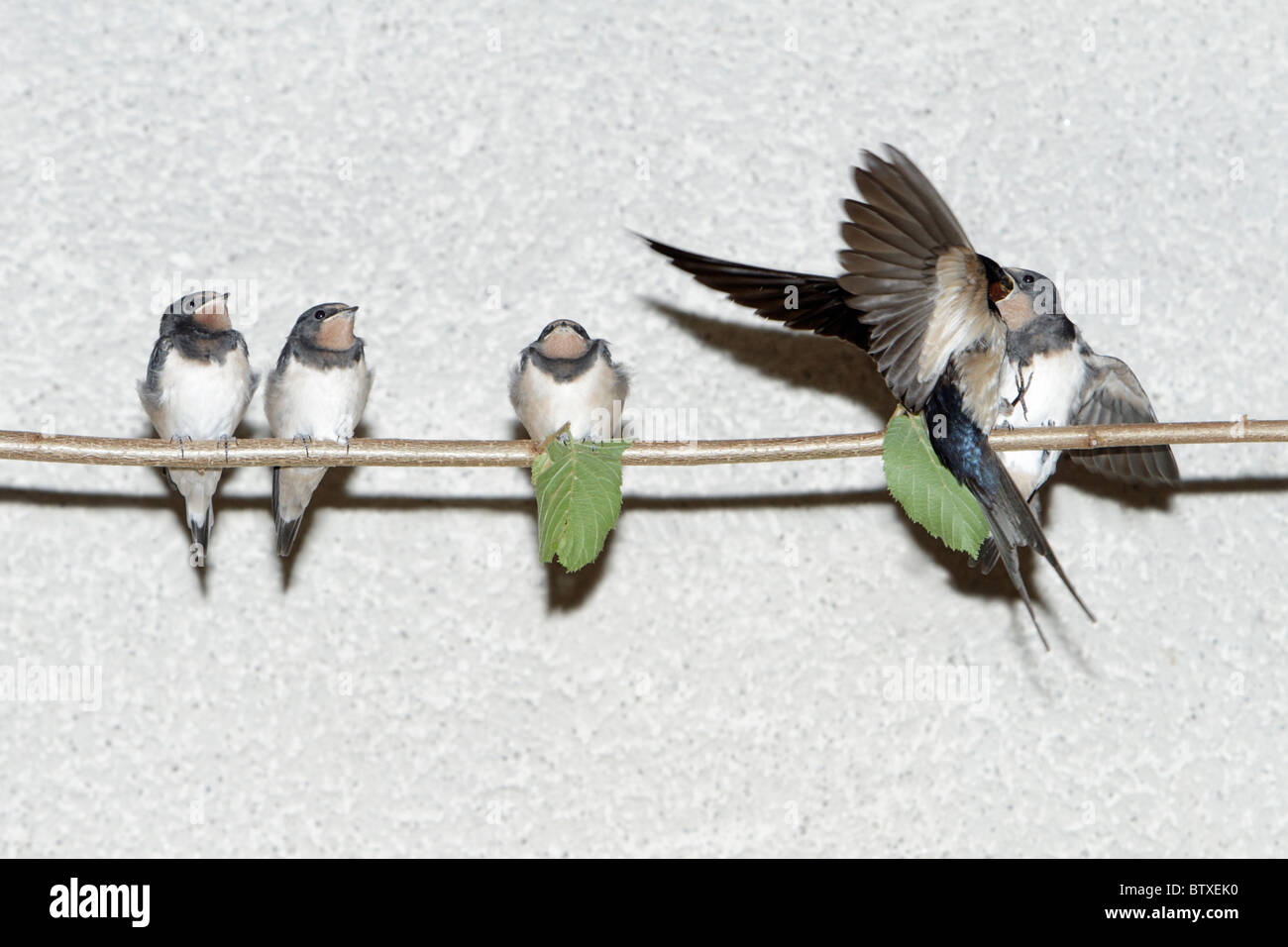 Rauchschwalbe (Hirundo Rustica), Fledgelings sitzen auf Stick, gefüttert von übergeordneten Vogel im Flug, Deutschland Stockfoto