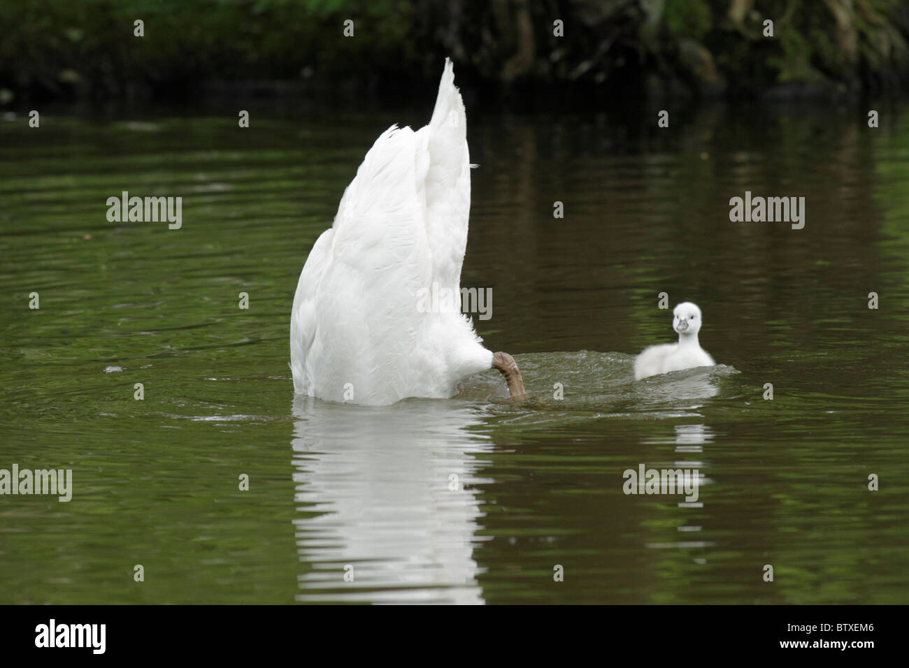 Höckerschwan (Cygnus Olor), Eltern-Vogel Einstieg in den See, mit Cygnet, Deutschland Stockfoto