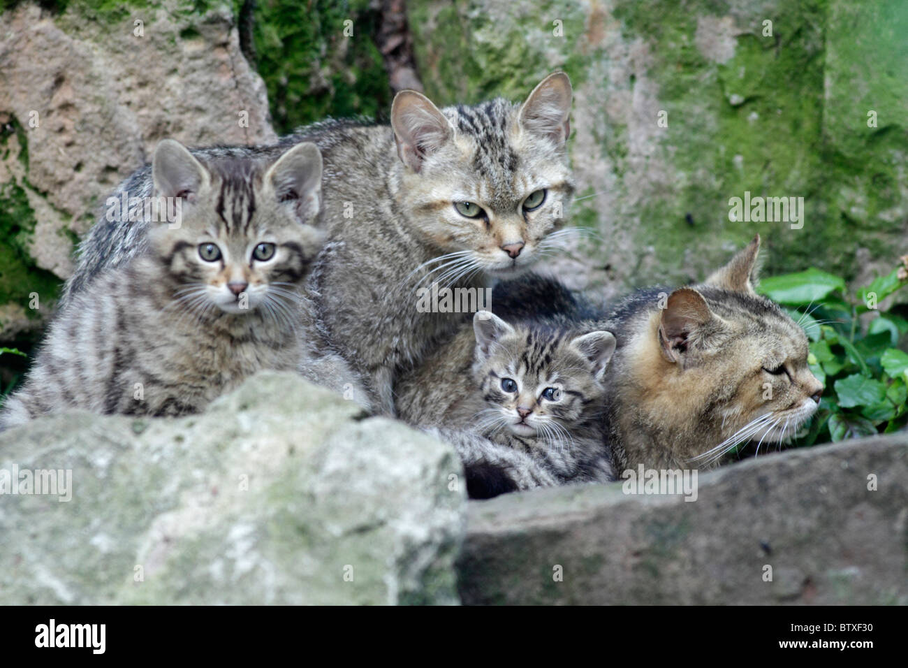 Wildkatze (Felis Silvestris), zwei Kätzchen mit Eltern, Deutschland Stockfoto