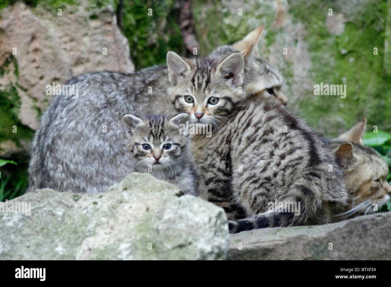Wildkatze (Felis Silvestris), zwei Kätzchen, Deutschland Stockfoto
