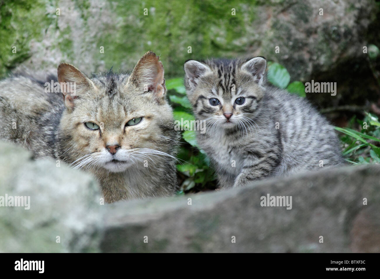 Wildkatze (Felis Silvestris), Kätzchen mit Elterntier, Deutschland Stockfoto